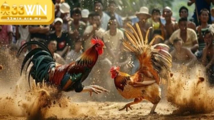 Discover the Thrill of Cockfighting at 33win A Complete Guide