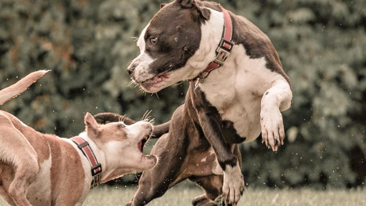 Dog Bite Injury Claims in Kansas City: Know Your Legal Rights 7 Dog Bite Injury Claims in Kansas City: Know Your Legal Rights